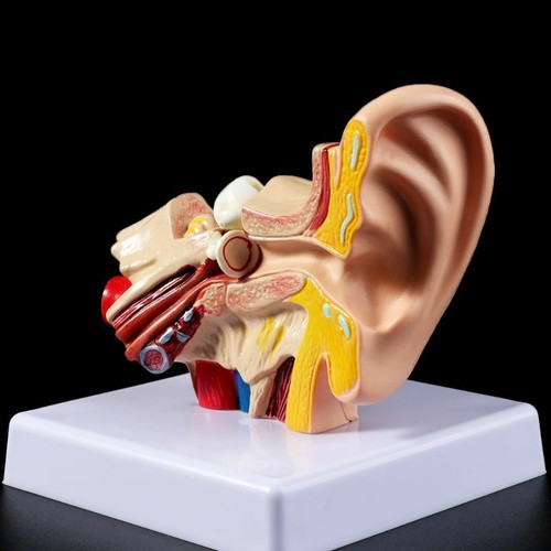 Times life size human ear - 1.5,