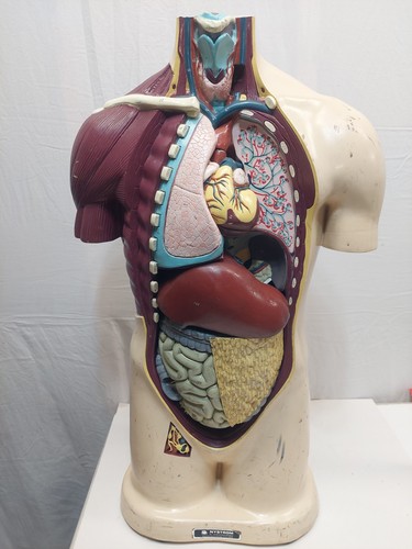 Nystrom biological model 1964 - biological,